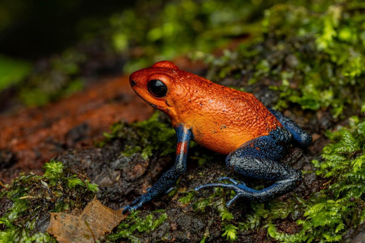 Tifakara Boutique & Birding Oasis La Fortuna